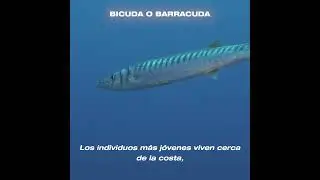 Bicuda o Barracuda