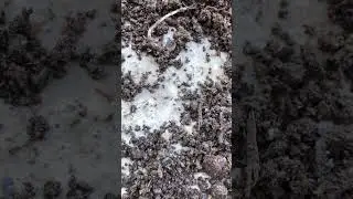 Une reine des fourmis Lasius Flavus : Captur&eacute;e avec un iPhone 08.