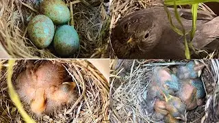 The Complete Life Cycle of Black Eurasian Bird: Nesting, Incubation, and Hatching #birds #birdlife