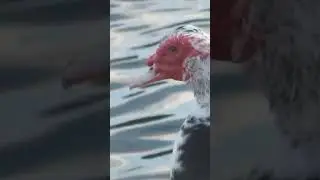 Muscovy Duck, considered the totem animal of the Wind God, Ehecatl.    Cornell  lab of ornithology