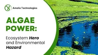 Algae Power: Ecosystem Hero and Environmental Hazard