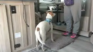 Wonder Dog | Magic Mat CER