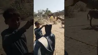 براءة الطفولة في الصحراء: أطفال يحملون الماء على ظهر الحمار