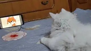 Every one like tom and Jerry show....