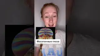 Фасеточные глаза