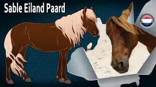 Zand Eiland Paard, een wild paard dat op een eiland in Canada leeft, Paarden rassen