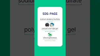 SDS PAGE   #LessonswithLenny #Vault