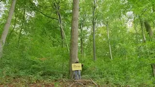 BIFF Filmpatenschaften: Dr. Klaus Merker &uuml;ber den Film &bdquo;Der geraubte Wald&ldquo;