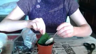 #5 Drehfrucht Streptokarpus Jungpflanzen vom Mutterblatt trennen und Experimente