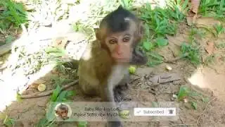 baby monkey lori monkey amari