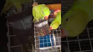 Dark fantasy 😇😇 fight 💪😂😂#parrot #funny #comedy