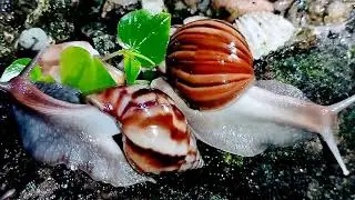 A Snail's Journey: A Beautiful Macro Timelapse
