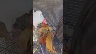 king pigeon versus bantam chicken #bantam #rooster #kingpigeon #youtubeshorts