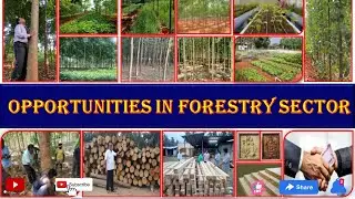 Opportunities in Forestry Sector