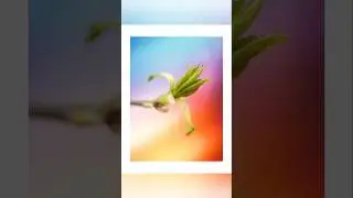135/1000 | How to create beautiful shots on Helios 44_2.