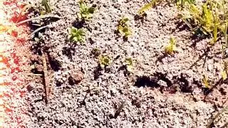 Ben's pest control, Benspest, Mosquito control, Ben's Insect, Brisbane, Mosquitoes in house 