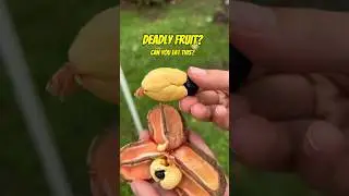 The Deadly Fruit That Could Kill You #shorts #deadly #fruit #fruits #jamaica
