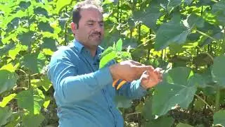 چاندی داری پۆلۆنیا بۆ بەرهەمهێنانی تەختە