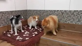Kann ein alter Hund mit einem Welpen Harmonieren? Tipps und Ratschl&auml;ge von Cindy