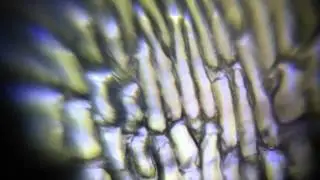 Onion Cells
