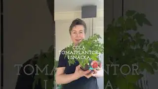 Odla tomater i sn&auml;cka - s&aring; g&ouml;r du