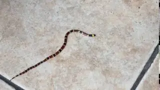 Central American Coral Snake 28062016