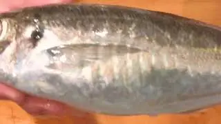 《鯵（アジ)(horse mackerel)の捌きと酢締め》・・・・大和の　和の料理《酢締め（リハビリ編）》