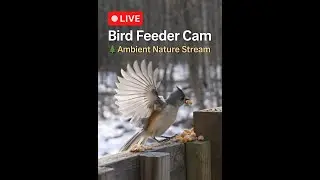 🔴 Relaxing LIVE Bird Cam | HD Nature Sounds | Michigan Wildlife Feed