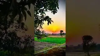 Mango 🥭flowers + Sunset reel 😍🔥 #mango #sunset #flowers #videography #reels #trending #shorts