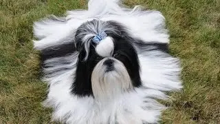 Shih Tzu Coat Colors #pets puppy #pets #puppylove #cuteanimals #cute #cutedogstiktok #puppy #shihtzu