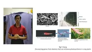 Ng Yi Siang: Identification of Pyrenoid components in the diatom Phaeodactylum tricornutum