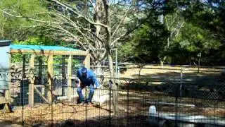 Friendly Roosters 1