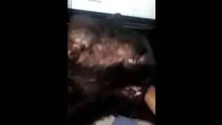 cat experiment fail