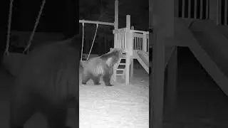 Bear Caught Playing on Playground at Midnight