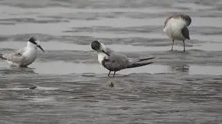 Little tern