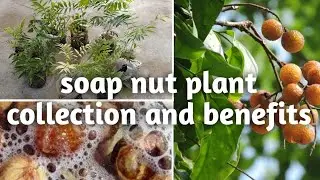 Soap nut plant collection  | Benefits of soap nuts | Grow easily from seed |  Tamil