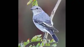 Hooded Robin #caperteevalley #woodlands #australia #birds #conservation #bushland #wildlife #female