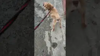 🇪🇨#youtube 🌳🌱🌿☘️🍀🐕🚶🏻&zwj;♀️🤍