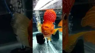 Why does this fish enter human's mouth? #shorts #fish