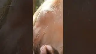 186 Mother Monkey Feeding Baby Monkey Lucie Pigtail Baby Monkey Luna Monkey Tia Baby Monkey Video Mo