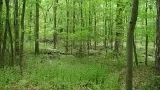 Fighting Invasive Plant Species - a Mississippi Valley Conservancy Production