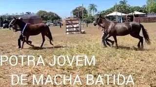 POTRA JOVEM DE MACHA BATIDA  E DE MORFOLOGIA EXPOSI&Ccedil;&Atilde;O RONDON&Oacute;POLIS 