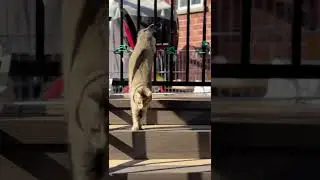 Joli's Smooth Escape from the Patio Door! 😼💨 Ninja Cat Moves!