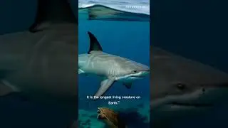long-lived creatures