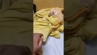 Attrocties 🤪 #tamil #song #music #tamilsong #cat #catlover #tamilmusic #catshorts #catvideos #cats
