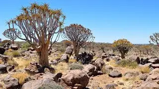 The Quiver Tree Forest and the Rock Hyraxes, Namibia