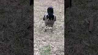 Ворона Крио даёт клич / Female crow Cryo makes a call. crow sounds