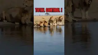 The Most Feared Lions in African History! #lions #mapogo #africa