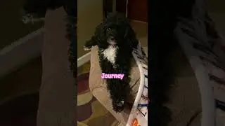 That tail wiggle #shorts #dog #poodle #cute #dogs