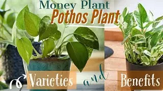 9 TYPES OF MONEY PLANT ( Pothos Plant ) || Benefits of Money Plant